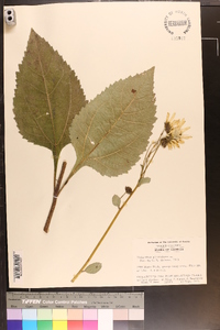Helianthus atrorubens image