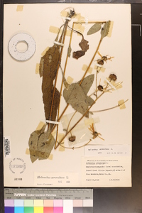 Helianthus atrorubens image