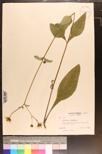 Helianthus atrorubens image