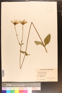 Helianthus atrorubens image