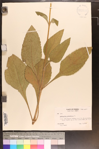 Helianthus atrorubens image