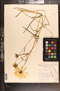 Helianthus angustifolius image