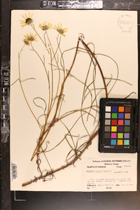 Helianthus angustifolius image