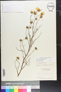 Helianthus angustifolius image