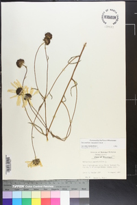 Helianthus angustifolius image