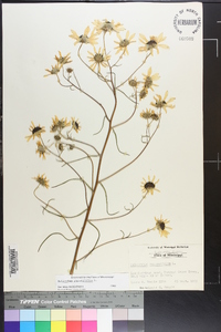 Helianthus angustifolius image