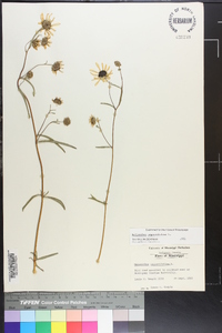 Helianthus angustifolius image