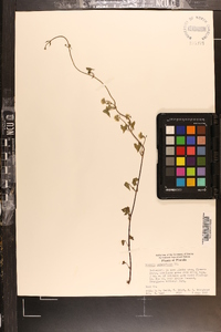 Mikania batatifolia image