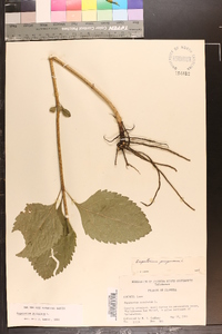 Eutrochium purpureum image