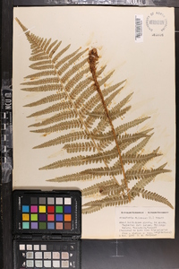 Dryopteris filix-mas image