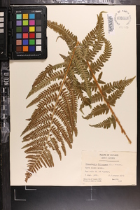 Dryopteris filix-mas image