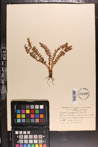 Dryopteris fragrans image