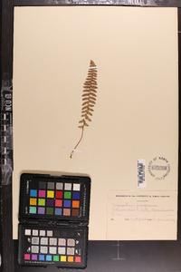 Dryopteris fragrans image