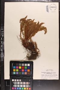 Dryopteris fragrans image