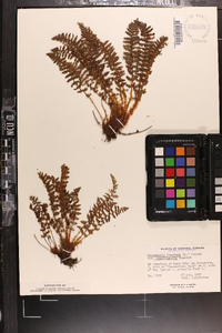 Dryopteris fragrans image