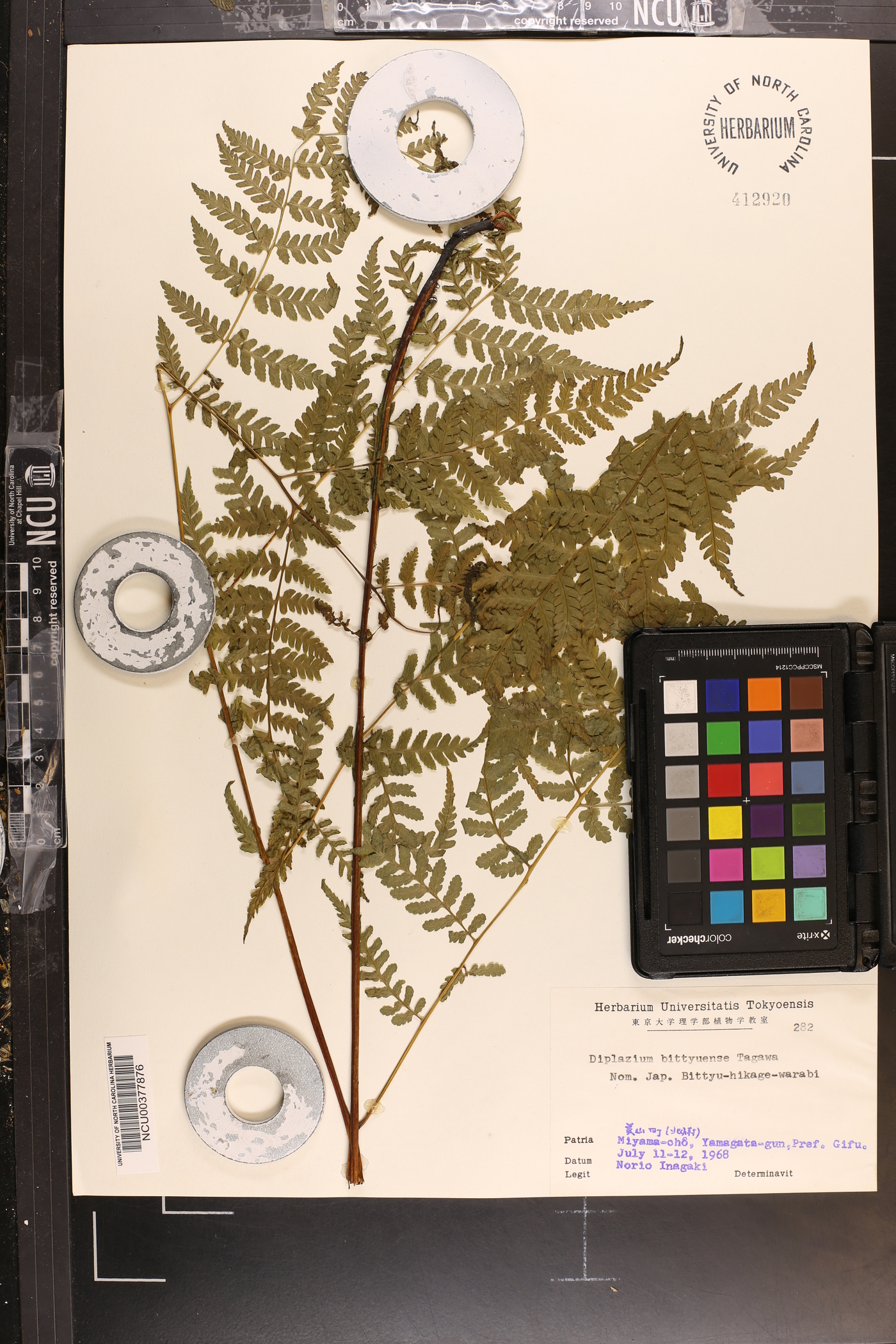 Diplazium bittyuense image