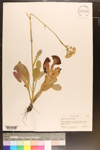 Packera obovata image