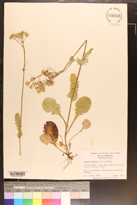 Packera obovata image