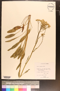 Senecio anonymus image