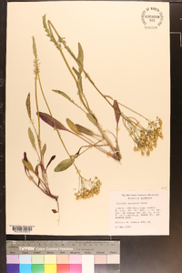 Senecio anonymus image