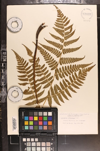 Diplazium hachijoense image