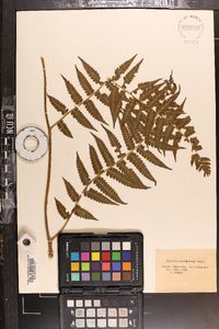 Diplazium hachijoense image