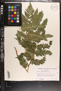 Dryopteris goldieana image