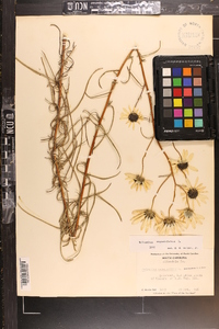 Helianthus angustifolius image