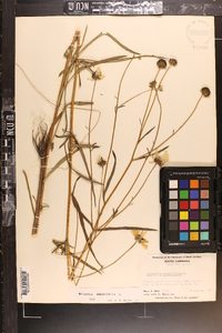 Helianthus angustifolius image