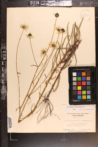 Helianthus angustifolius image