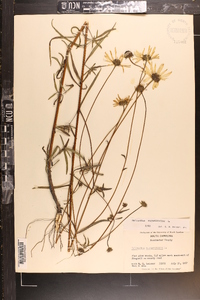 Helianthus angustifolius image