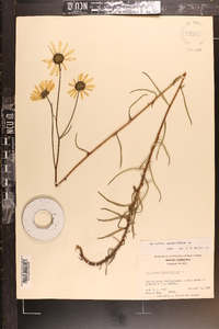 Helianthus angustifolius image