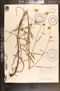 Helianthus angustifolius image