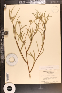 Helianthus angustifolius image