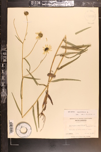 Helianthus angustifolius image