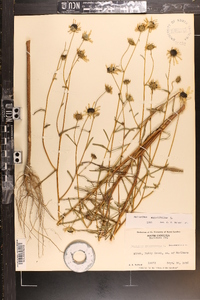 Helianthus angustifolius image