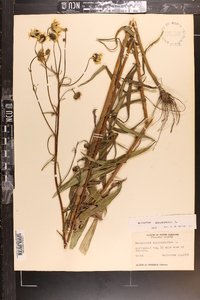 Helianthus angustifolius image