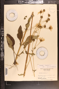 Helianthus atrorubens image