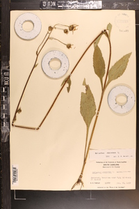 Helianthus atrorubens image