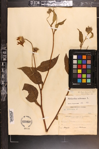 Helianthus tuberosus image