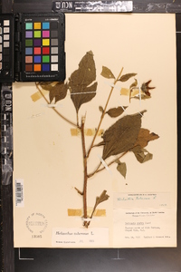 Helianthus tuberosus image