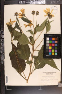 Helianthus tuberosus image