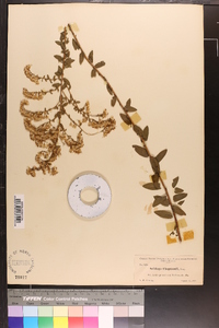 Solidago chapmanii image