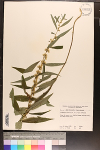 Solidago curtisii image