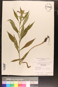 Solidago curtisii image