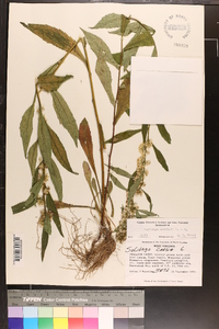 Solidago curtisii image