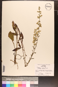 Solidago erecta image