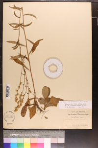 Solidago erecta image