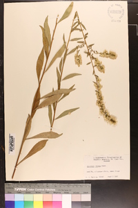 Solidago erecta image