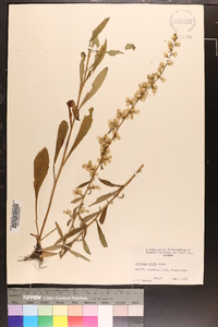 Solidago erecta image